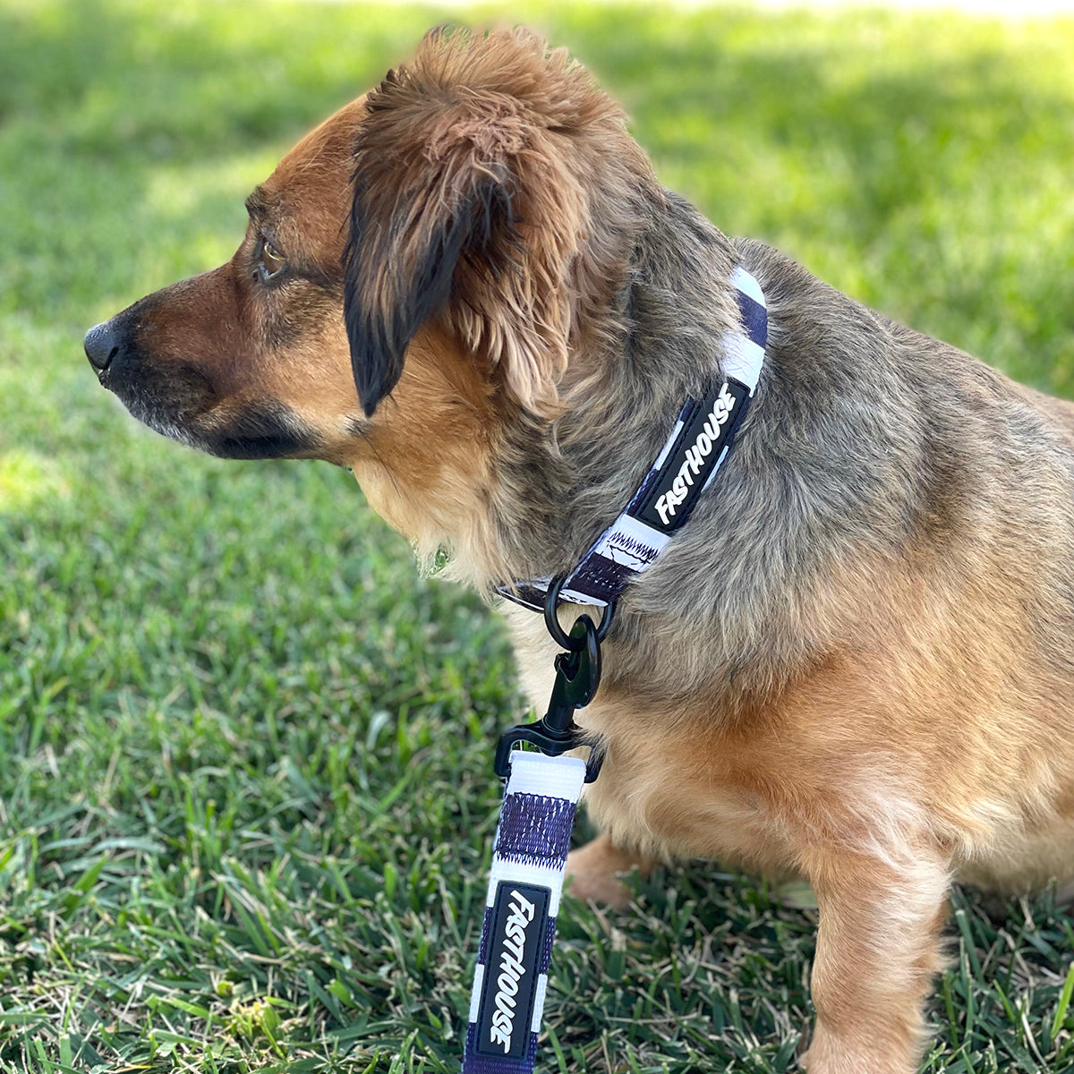 Clifford Dog Leash - Stripes